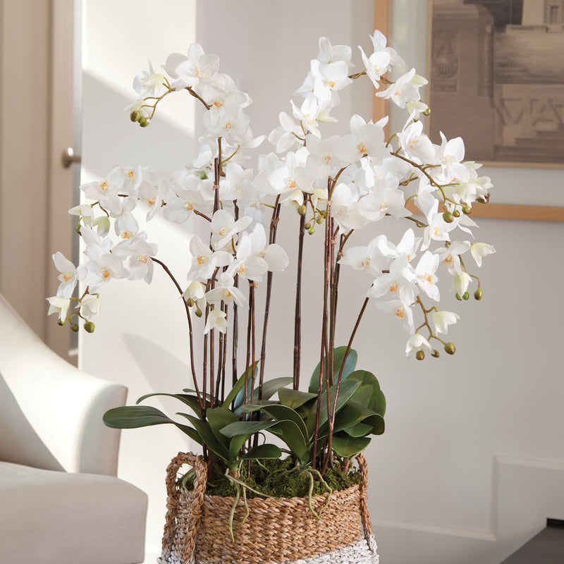 NAPA Home & Garden, PHALAENOPSIS ORCHID DROP-IN 36",DI1230