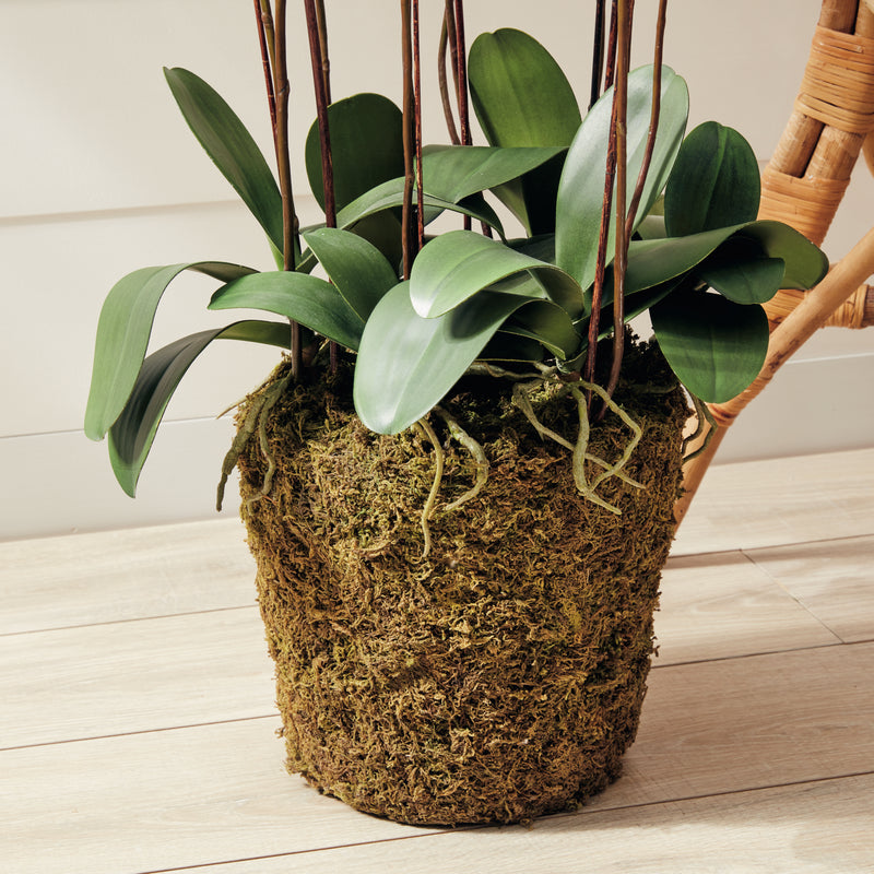 NAPA Home & Garden, PHALAENOPSIS ORCHID DROP-IN 36",DI1230