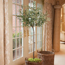 NAPA Home & Garden, OLIVE TREE IN MOSS POT 69",DI1232