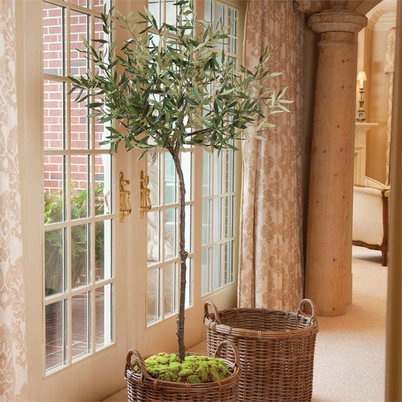 Conservatory Collection 69'' Olive Tree in Moss Pot