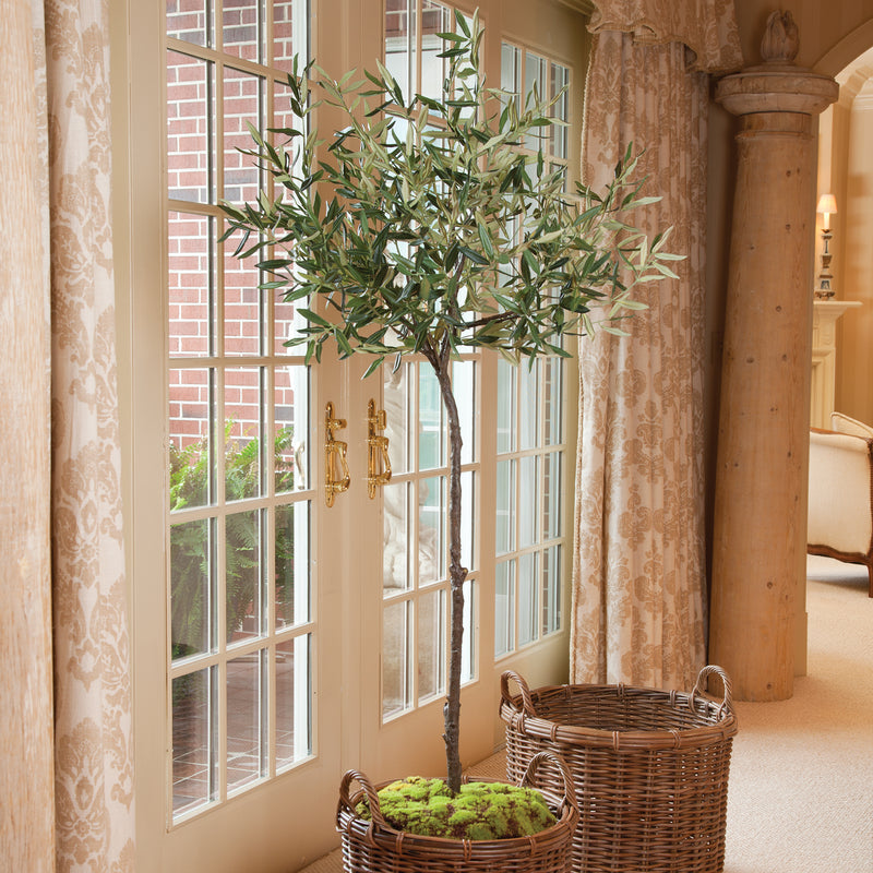 Conservatory Collection 69'' Olive Tree in Moss Pot