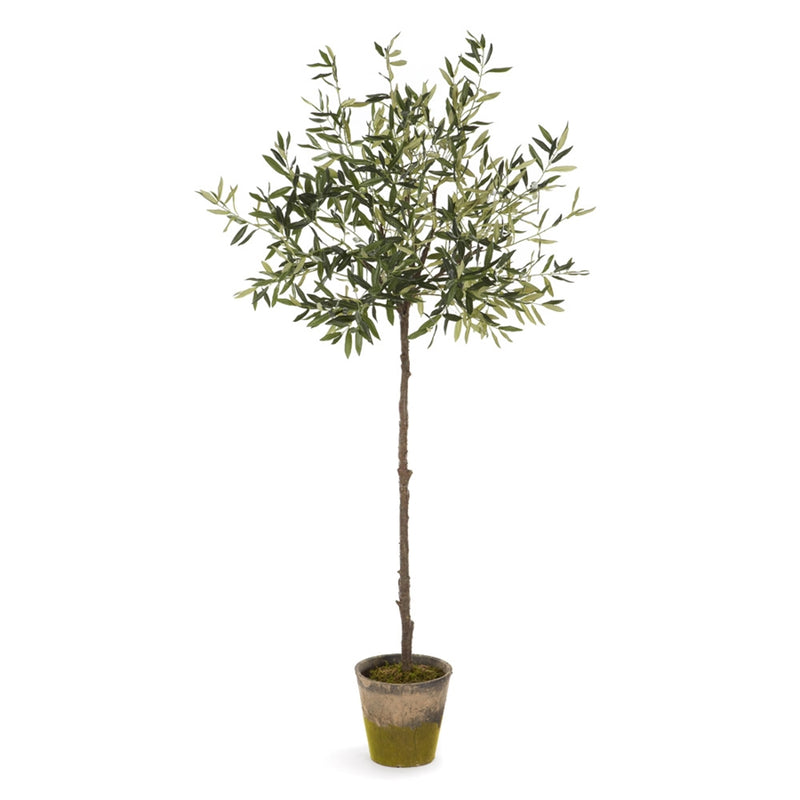 Conservatory Collection 69'' Olive Tree in Moss Pot