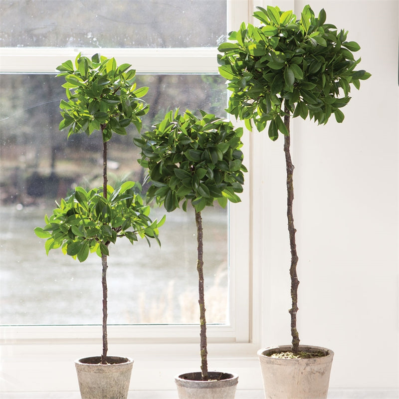 Conservatory 31'' Ficus Topiary in Pot