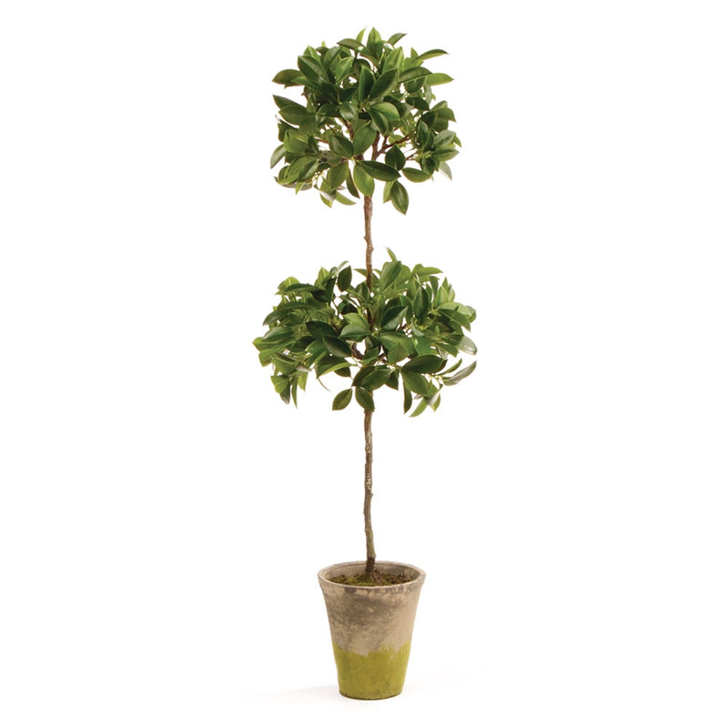 Conservatory 31'' Ficus Topiary in Pot