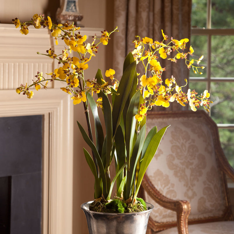 NAPA Home & Garden, Dancing Orchid Drop-In