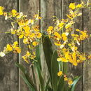 NAPA Home & Garden, Dancing Orchid Drop-In
