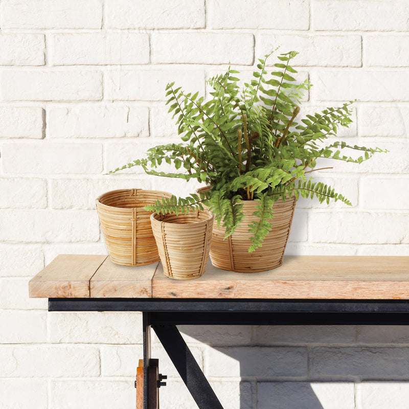 NAPA Home & Garden, Boston Fern Drop-In Collection