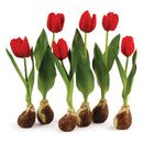 Napa Home Garden, CC STANDING TULIPS WITH BULBS ,SET OF 6,di2036