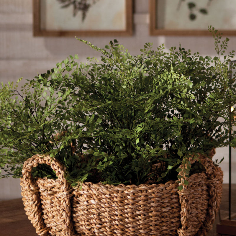 NAPA Home & Garden, MAIDENHAIR DROP-IN 13",DI3001