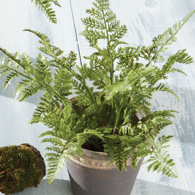 Napa Home & Garden Conservatory Soft Fern Drop-in 8.5"