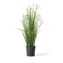 NAPA Home & Garden Onion Grass Decorative Accent