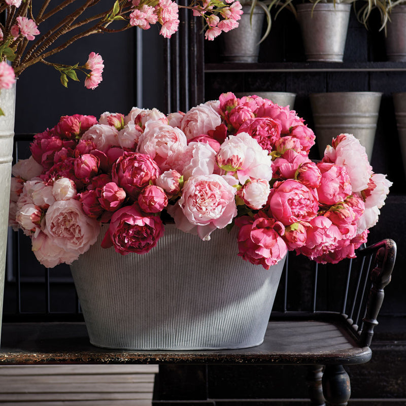 Peony Bundle/3 Light Pink