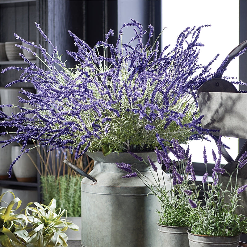 Napa Home & Garden French Lavender Bush 34"