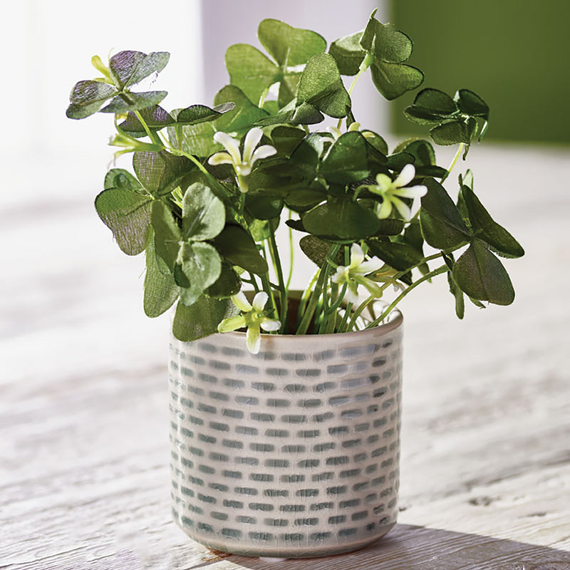 Napa Home & Garden Clover 6.5" Potted