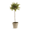 NAPA Home & Garden, THYME TOPIARY Collection