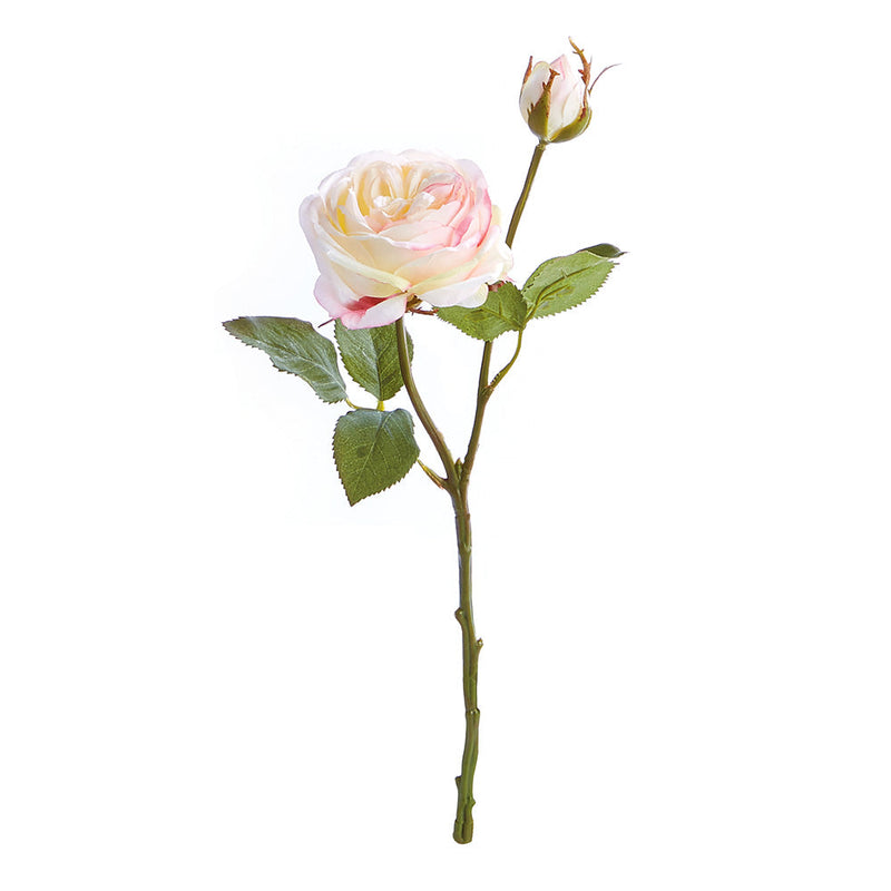 Garden Rose Cutting - NAPA Home & Garden