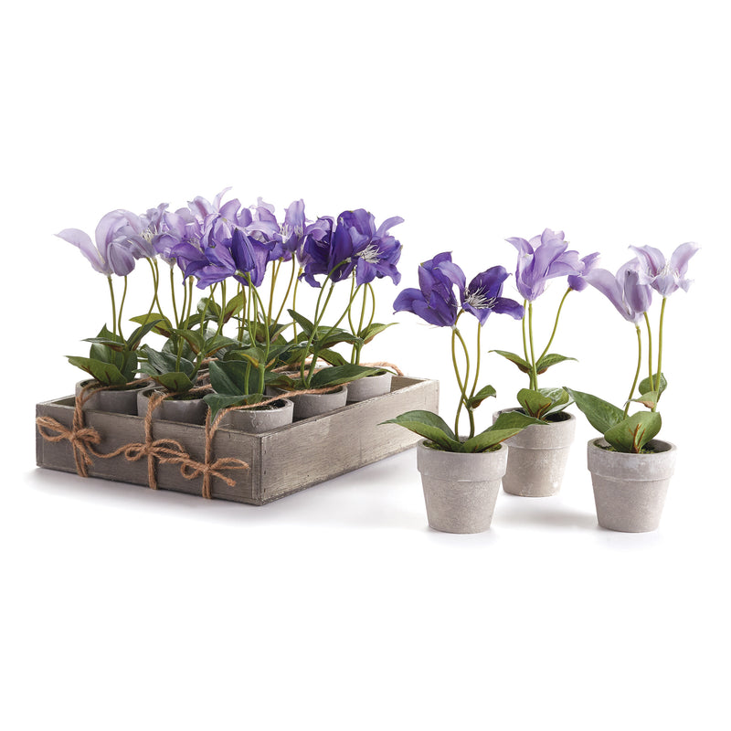 NAPA Home & Garden, MINI CLEMATIS POTTED 7", SET OF 12,GP419