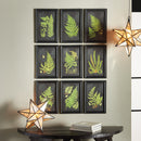 NAPA Home & Garden, FRAMED FERN BOTANICAL PRINTS, SET OF 9,HC106