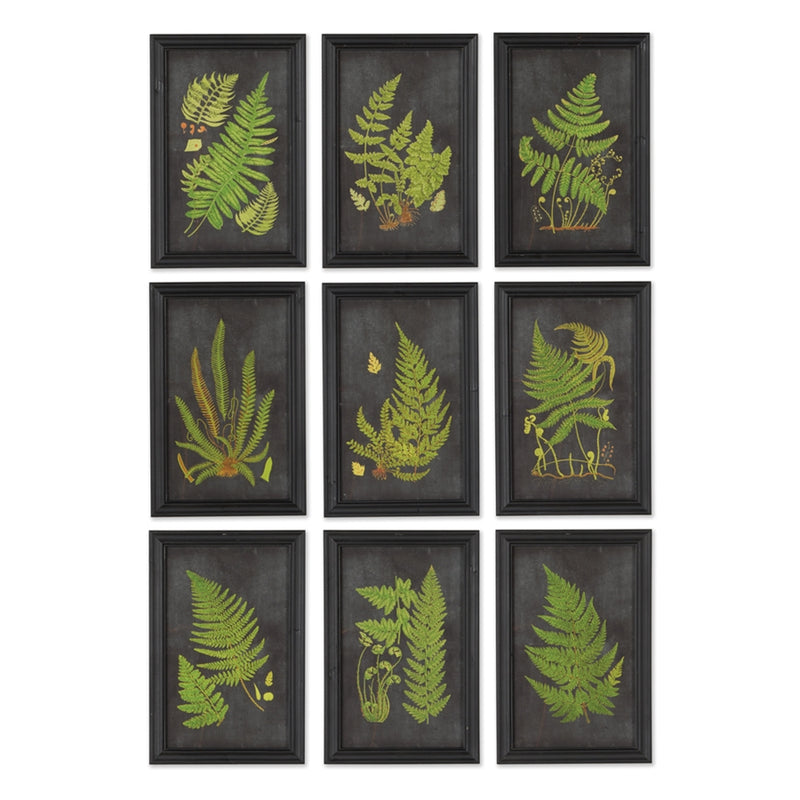 Napa Home & Garden Framed Fern Botanical Prints, Set of 8