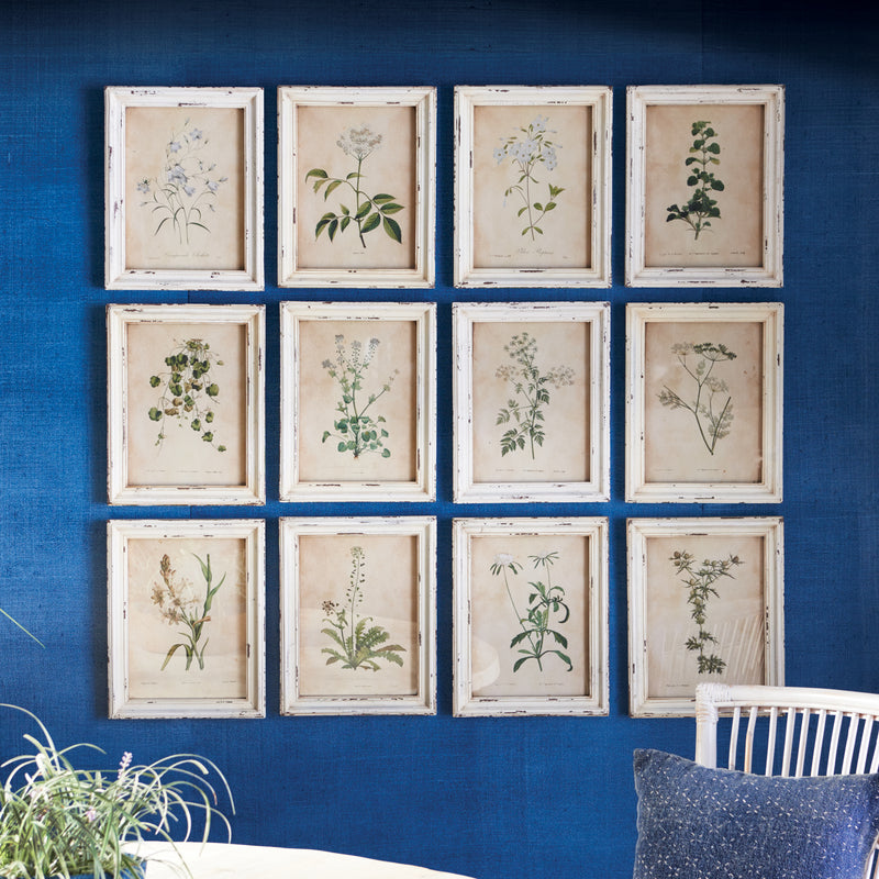 Porch & Petal Framed Wild Flower Botanical Prints, Set of 12