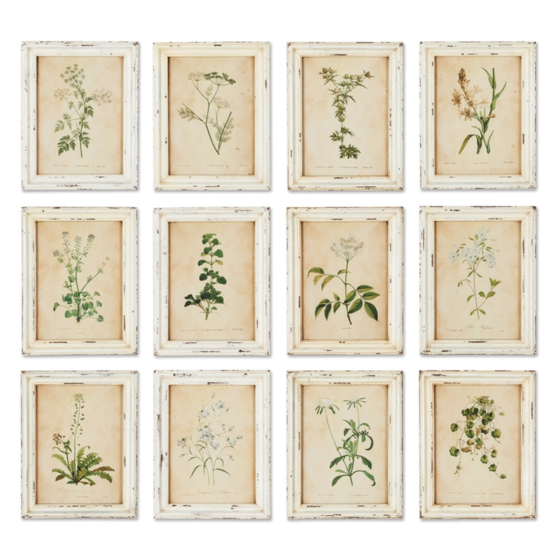 Porch & Petal Framed Wild Flower Botanical Prints, Set of 12