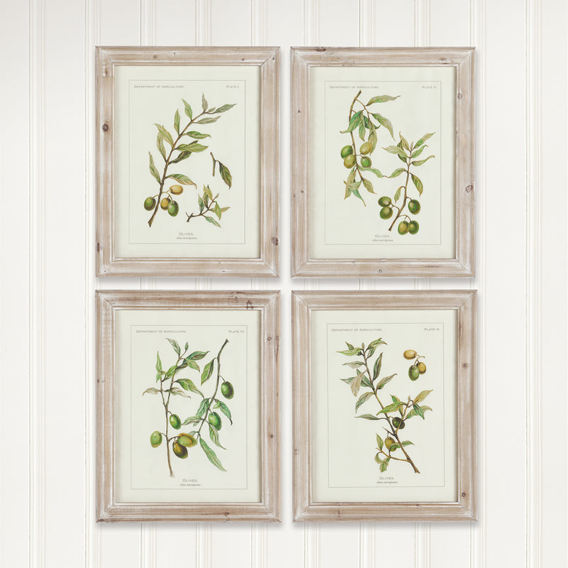 NAPA Home & Garden, FRAMED OLIVE LEAF BOTANICAL PRINTS, SET OF 4,HC116