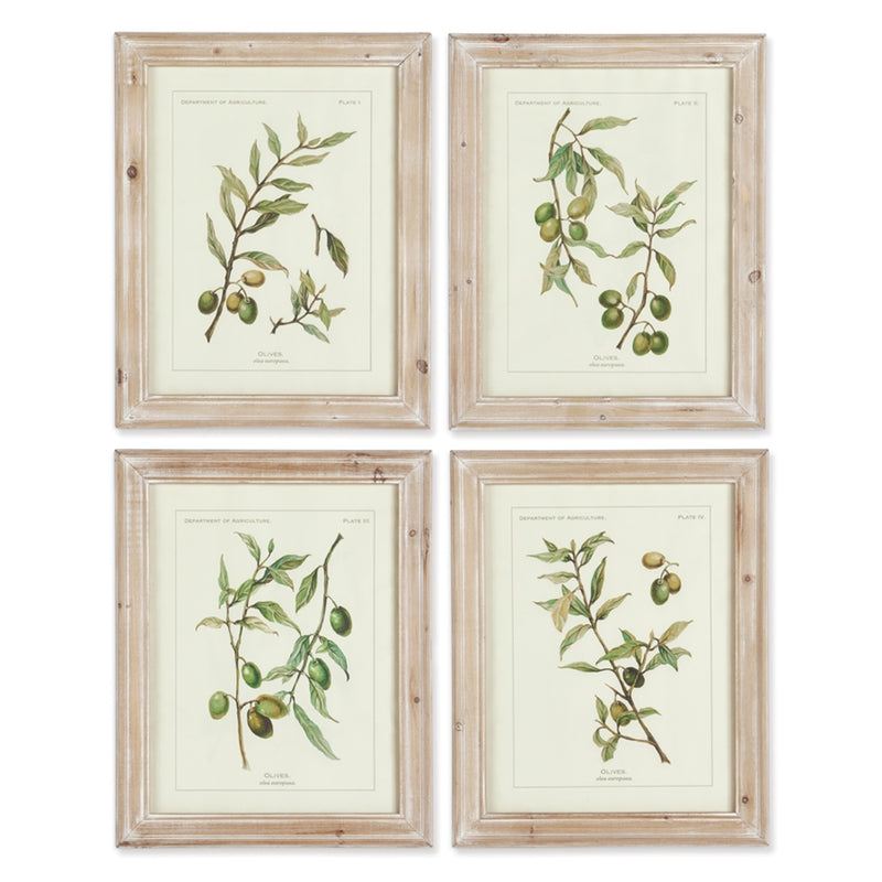 Napa Home Accents Collection- Olive Leaf Prints , Set of 4