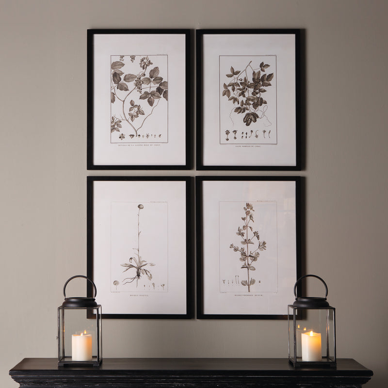 NAPA Home & Garden, FRAMED SEPIA-TONE BOTANICAL PRINTS, SET OF 4,HC123