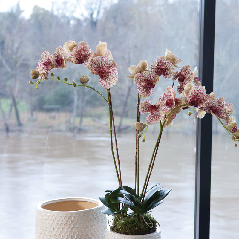 NAPA Home & Garden, PHALAENOPSIS ORCHID DROP-IN 32",K106BRD