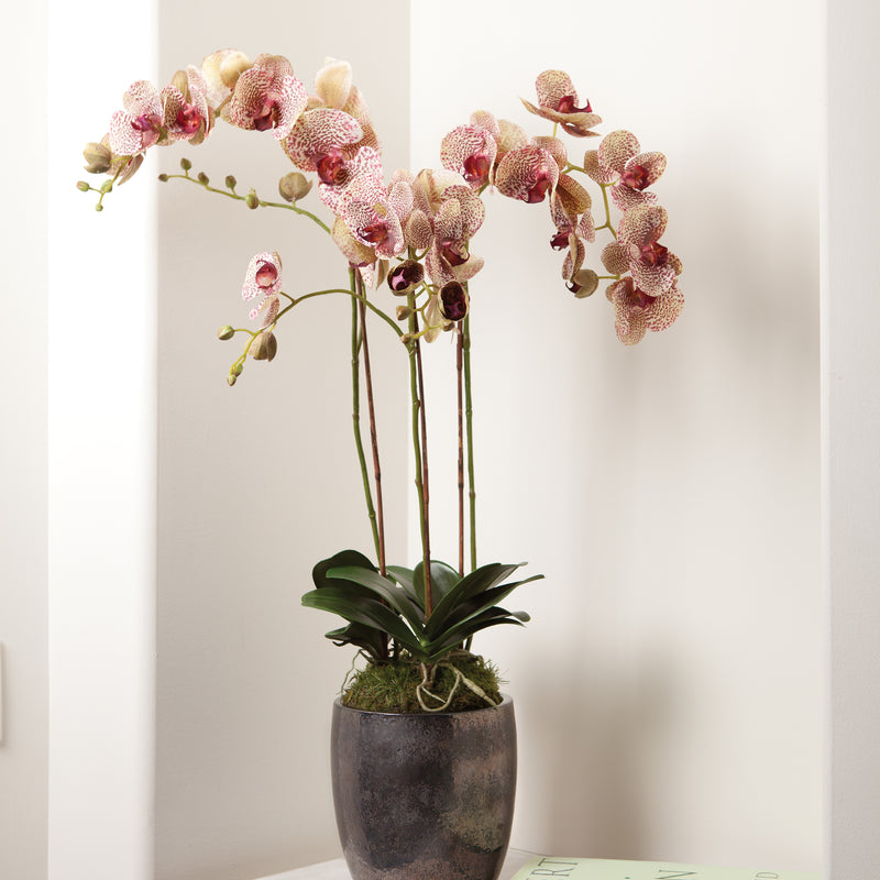 NAPA Home & Garden, PHALAENOPSIS ORCHID DROP-IN 32",K106BRD