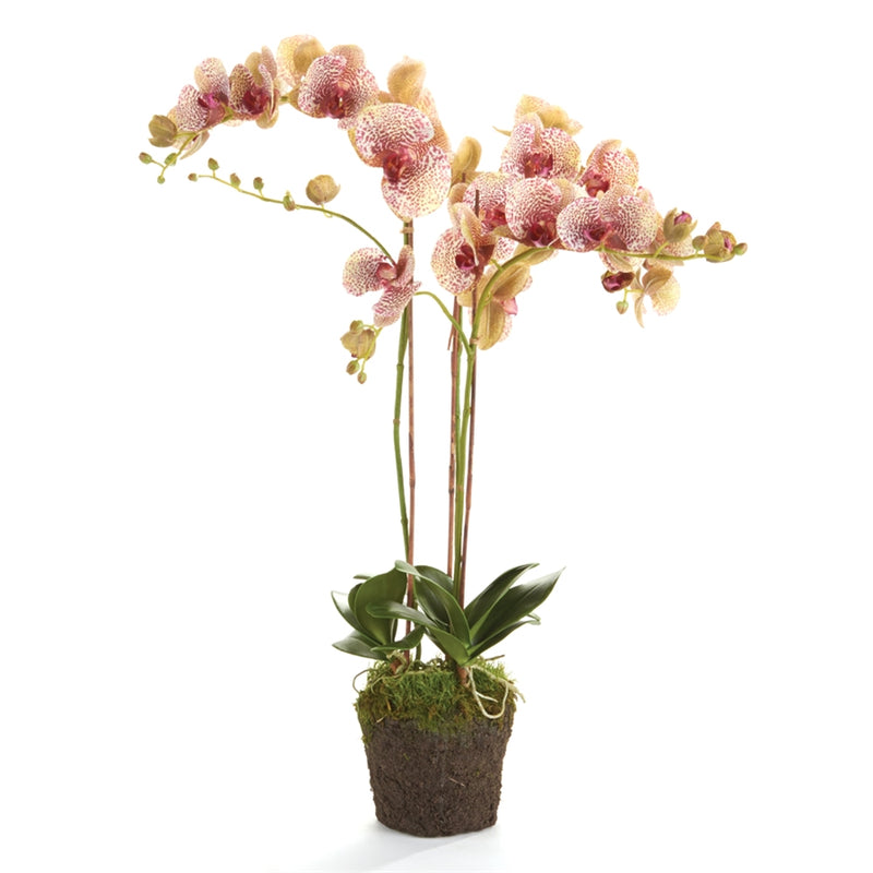 Napa Home & Garden Conservatory Burgundy PHALAENOPSIS Orchid Drop-in 32-INCH
