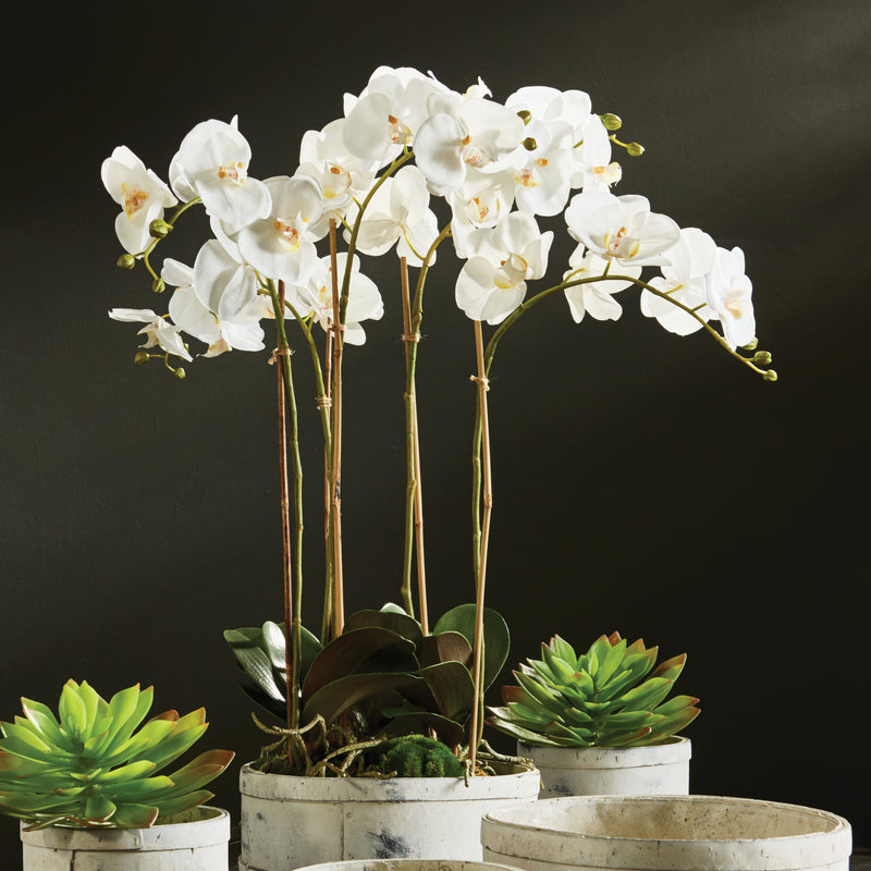 NAPA Home & Garden, PHALAENOPSIS ORCHID BOWL DROP-IN 25",K112W