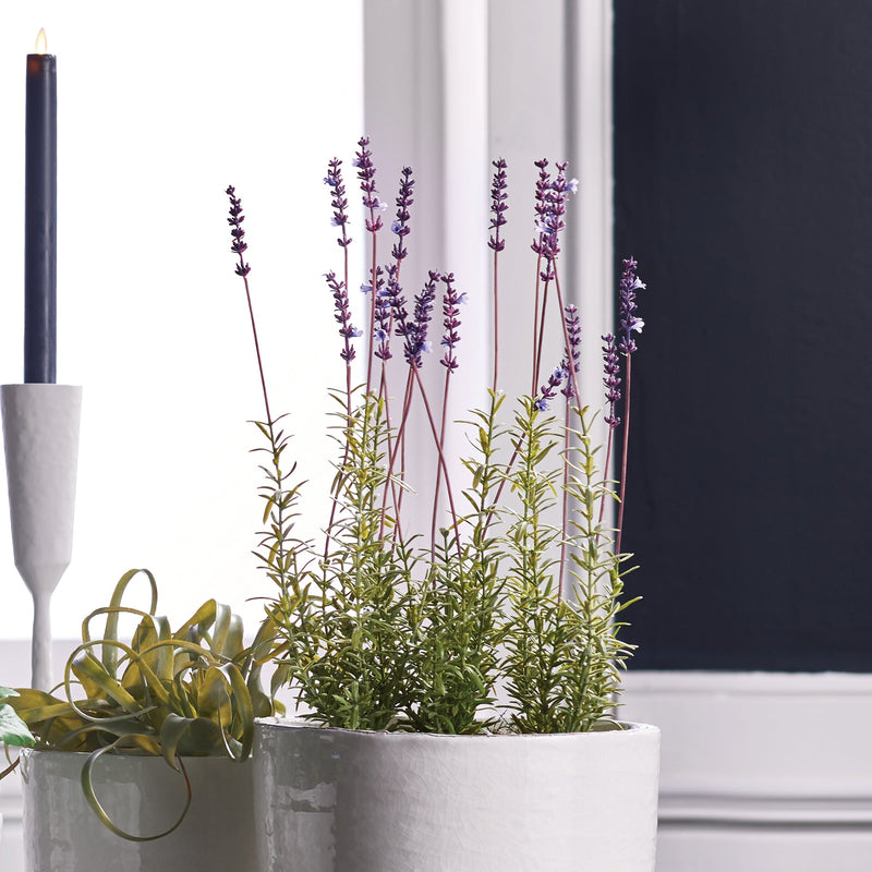 NAPA Home & Garden, FRENCH LAVENDER POTTED PLANT