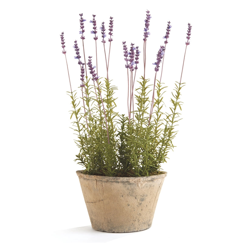 CONSERVATORY FRENCH LAVENDER POTTED HERB 21-INCH