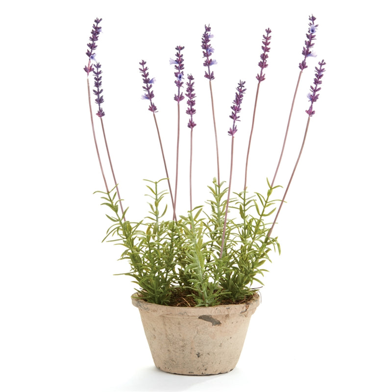 CONSERVATORY FRENCH LAVENDER POTTED HERB 17-IN.