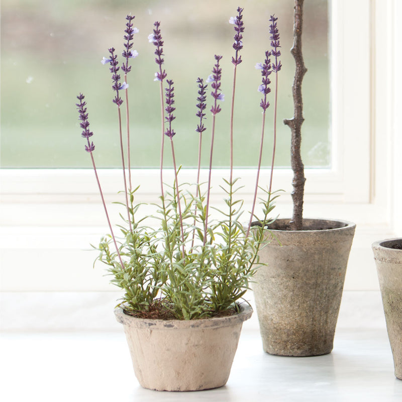 CONSERVATORY FRENCH LAVENDER POTTED HERB 17-IN.