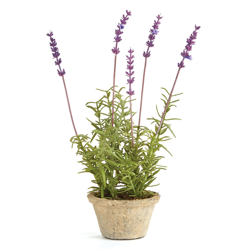 CONSERVATORY FRENCH LAVENDER POTTED HERB 12.5-IN.