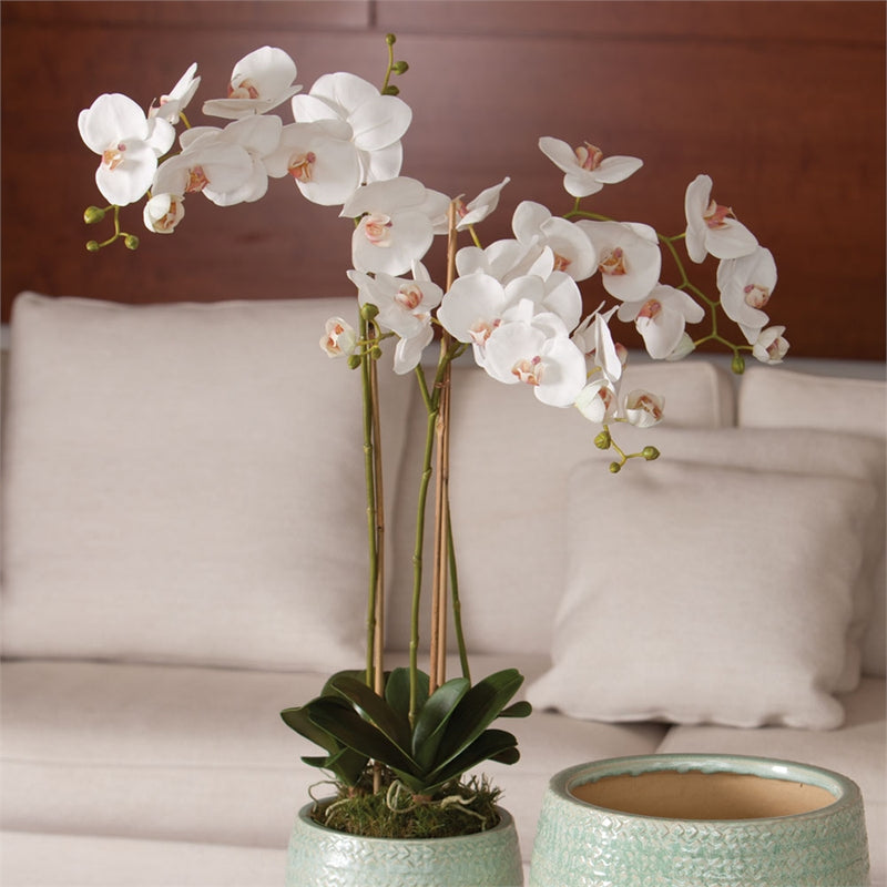 Conservatory PHALAENOPSIS Orchid Drop-in 31-INCH