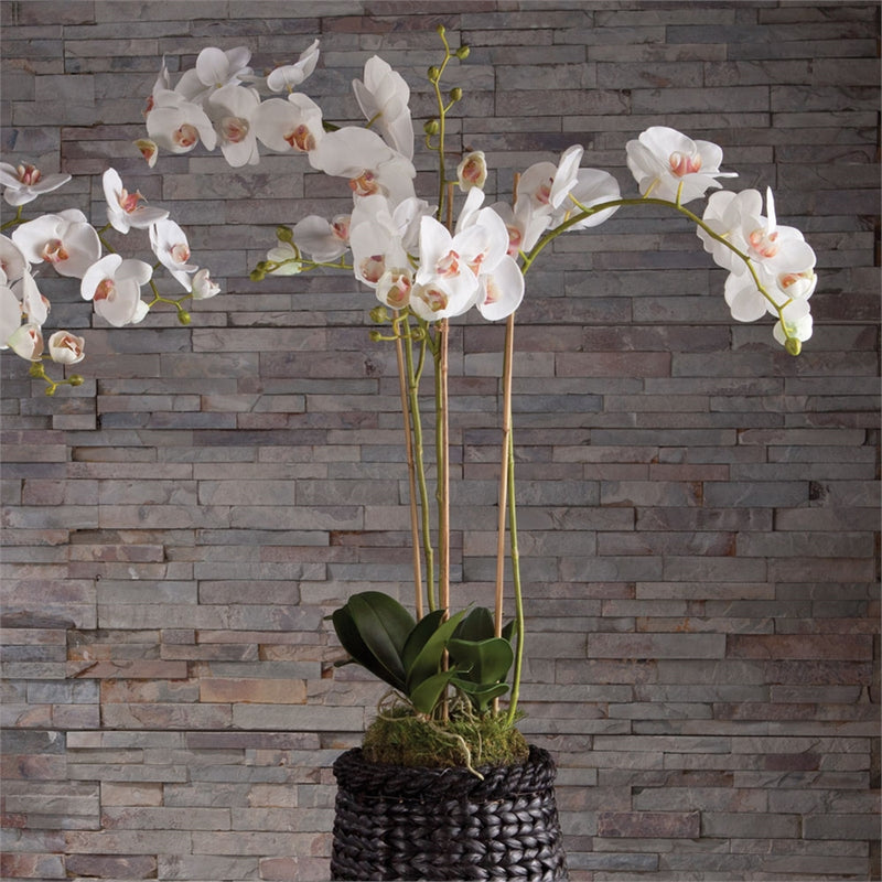 Conservatory PHALAENOPSIS Orchid Drop-in 31-INCH