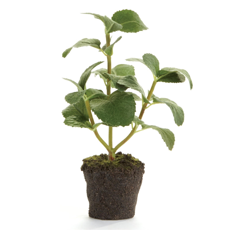 CONSERVATORY MINT HERB DROP-IN 8-INCH