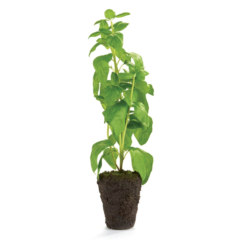 Conservatory Basil HERB Drop-in 18-INCH