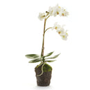 "NAPA Home & Garden, PHALAENOPSIS ORCHID DROP-IN COLLECTION"