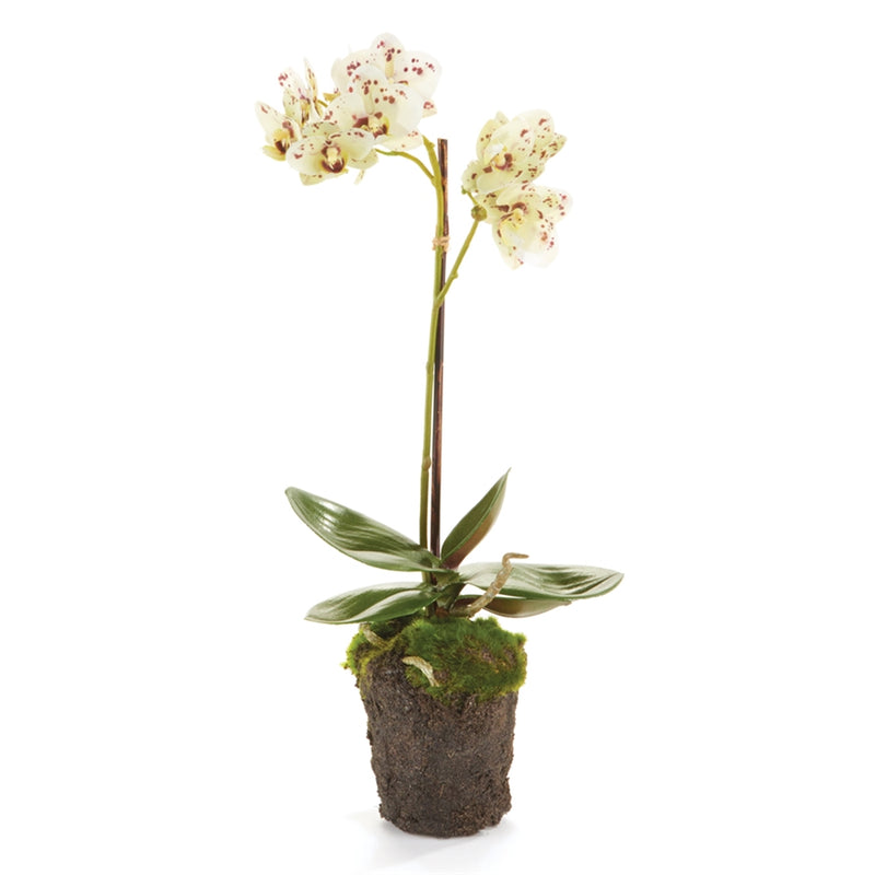 CONSERVATORY PHALAENOPSIS ORCHID DROP-IN 17-INCH