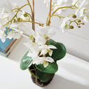 "NAPA Home & Garden, PHALAENOPSIS ORCHID DROP-IN COLLECTION"