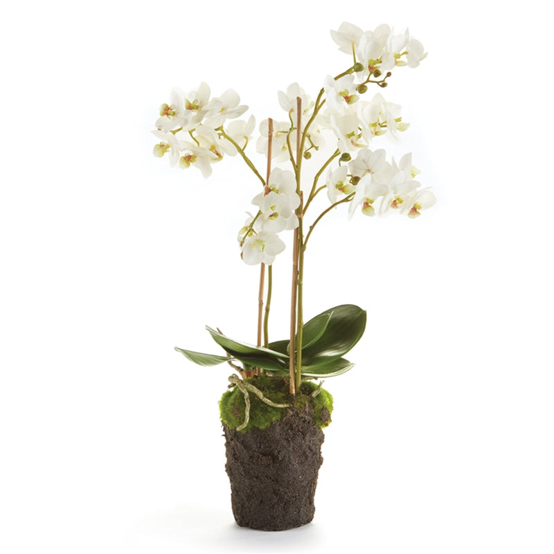 CONSERVATORY PHALAENOPSIS ORCHID DROP-IN 20-INCH