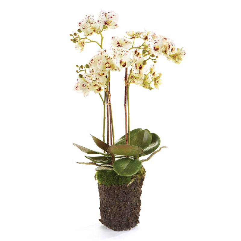 Conservatory PHALAENOPSIS Orchid Drop-in 20-INCH