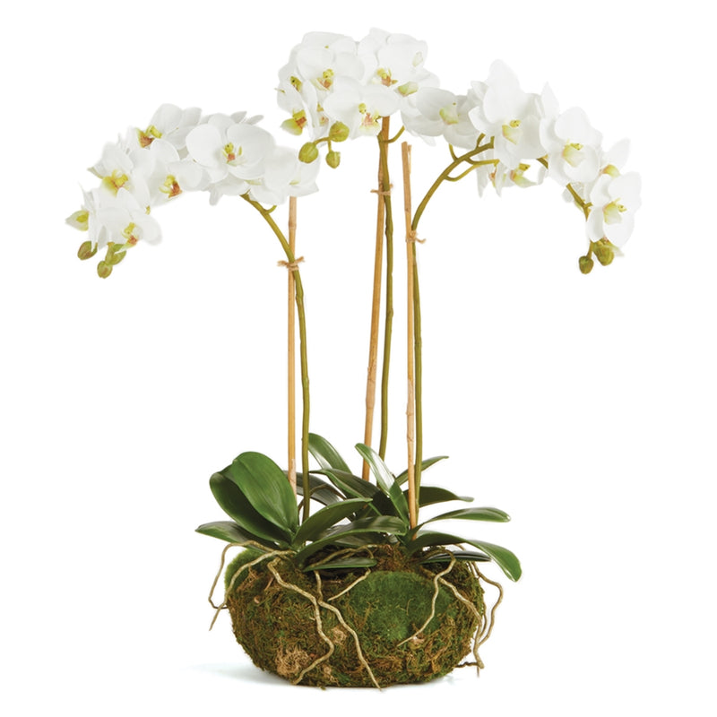 CONSERVATORY PHALAENOPSIS ORCHID MINI GARDEN DROP-IN 16-INCH