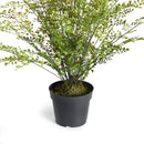 NAPA Home & Garden, SOFT FERN DROP-IN