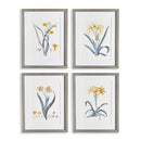 NAPA Home & Garden, DAFFODIL PRINTS, SET OF 4,N2NH19