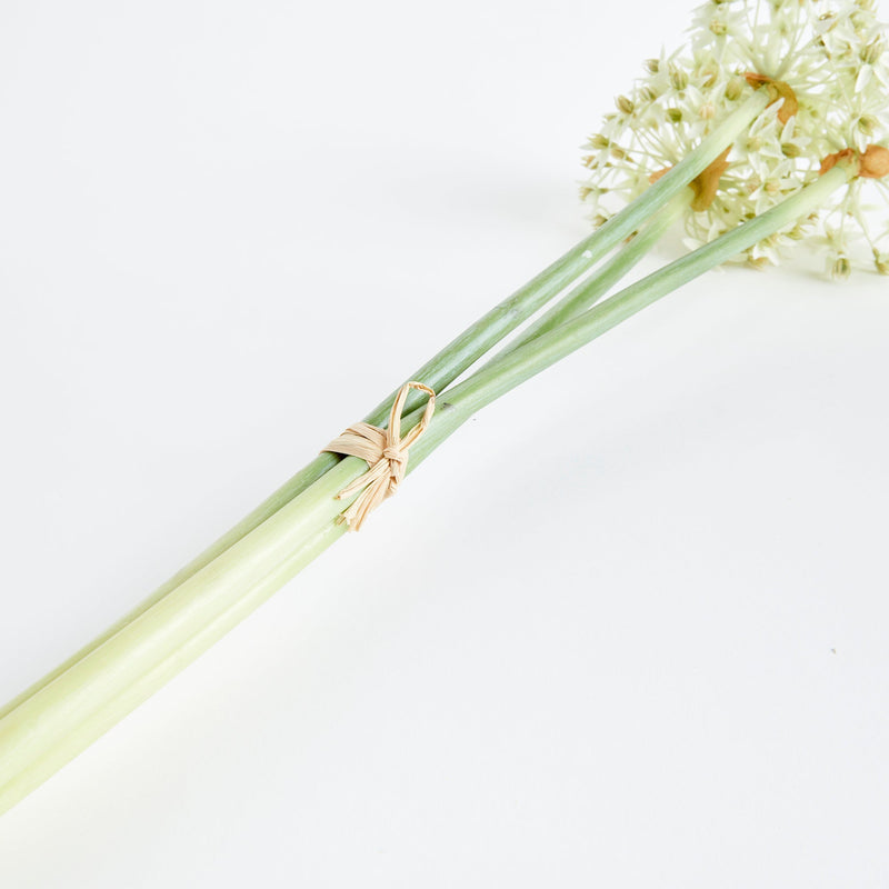 NAPA Home & Garden, Allium Stems, Bundle of 3